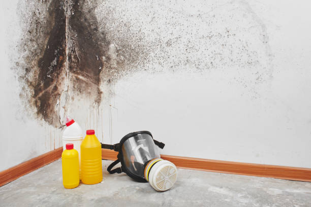 Best Toxic Mold Removal  in Lemon Hill, CA