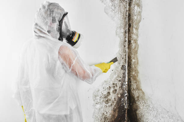 Best Mold Remediation  in Lemon Hill, CA