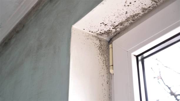 Reliable Lemon Hill, CA Mold Removal Solutions