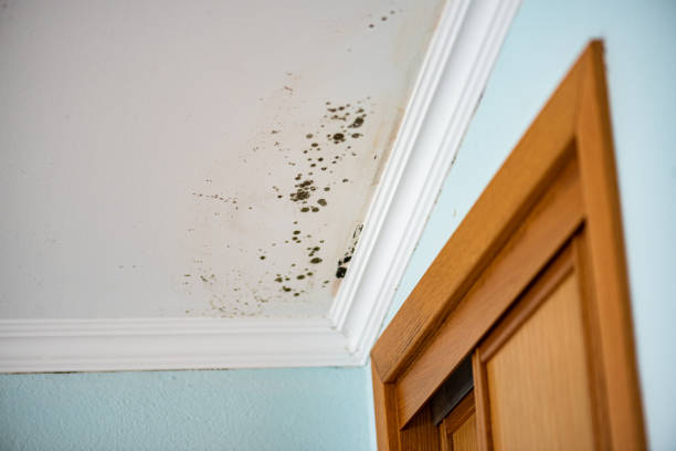 Best Office Mold Removal Services  in Lemon Hill, CA