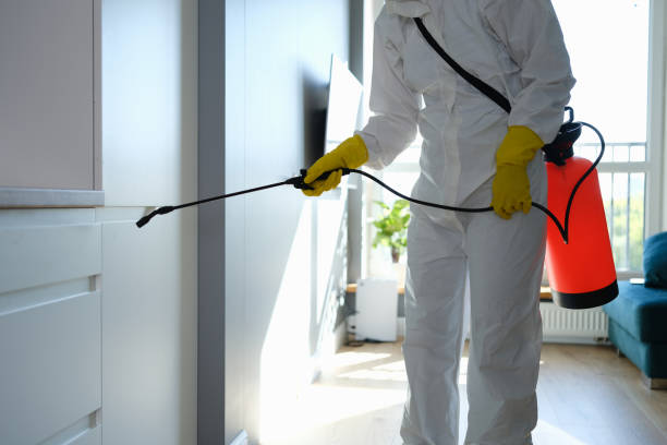 Best Affordable Mold Removal  in Lemon Hill, CA