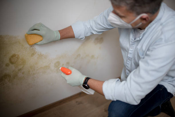 Best Crawl Space Mold Removal  in Lemon Hill, CA