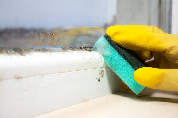 Mold Removal and Inspection in Lemon Hill, CA