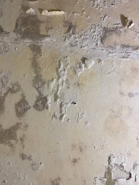 Best Home Mold Removal  in Lemon Hill, CA