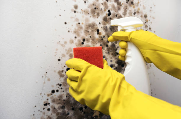 Best Mold Cleaning Services  in Lemon Hill, CA
