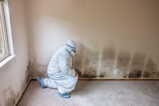 Best Residential Mold Removal  in Lemon Hill, CA