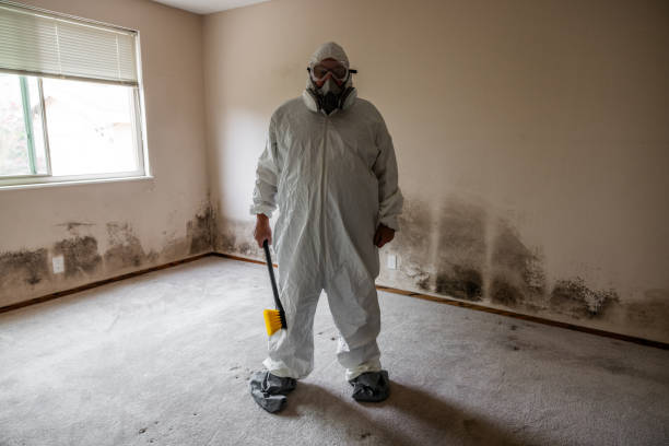 Best Attic Mold Removal  in Lemon Hill, CA