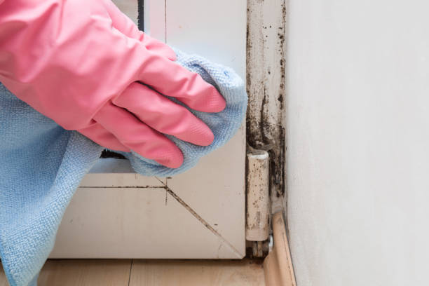 Best Residential Mold Removal  in Lemon Hill, CA