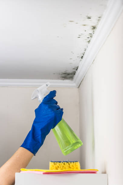 Best Office Mold Removal Services  in Lemon Hill, CA