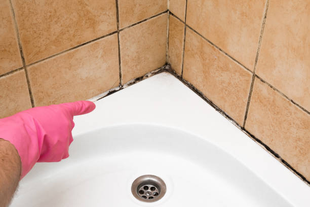 Best Commercial Mold Removal  in Lemon Hill, CA